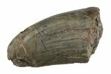 Rare, Serrated, Megalosaurid (Marshosaurus) Tooth - Colorado #245957-1